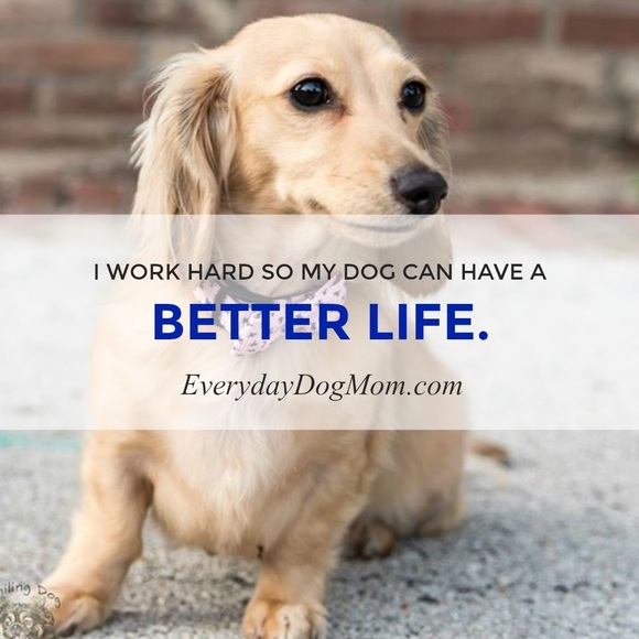 Meet your Dog Mom Posher, Christina - Picture 7 of 8